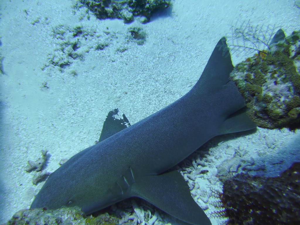 Nurse Shark