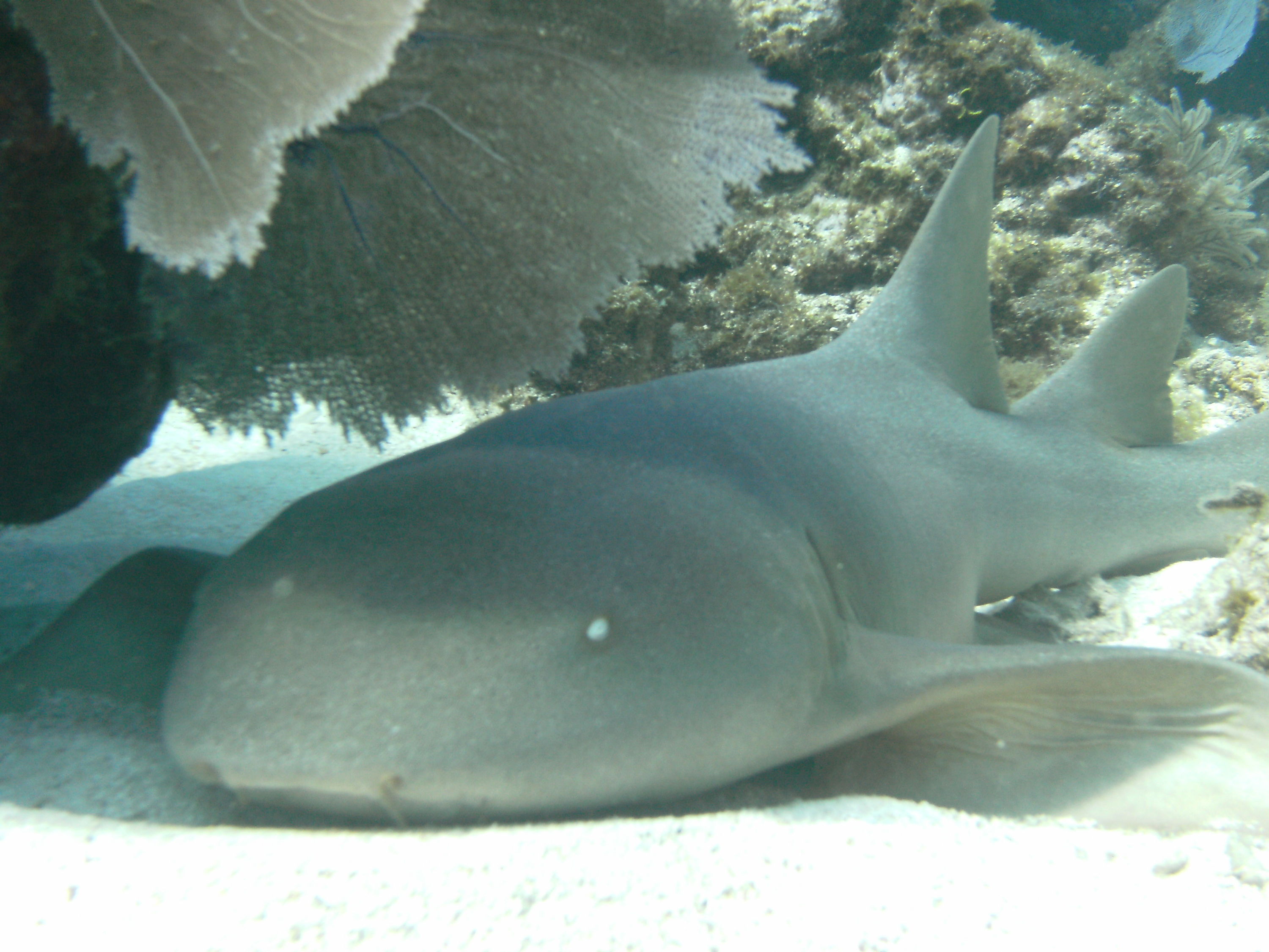 Nurse shark