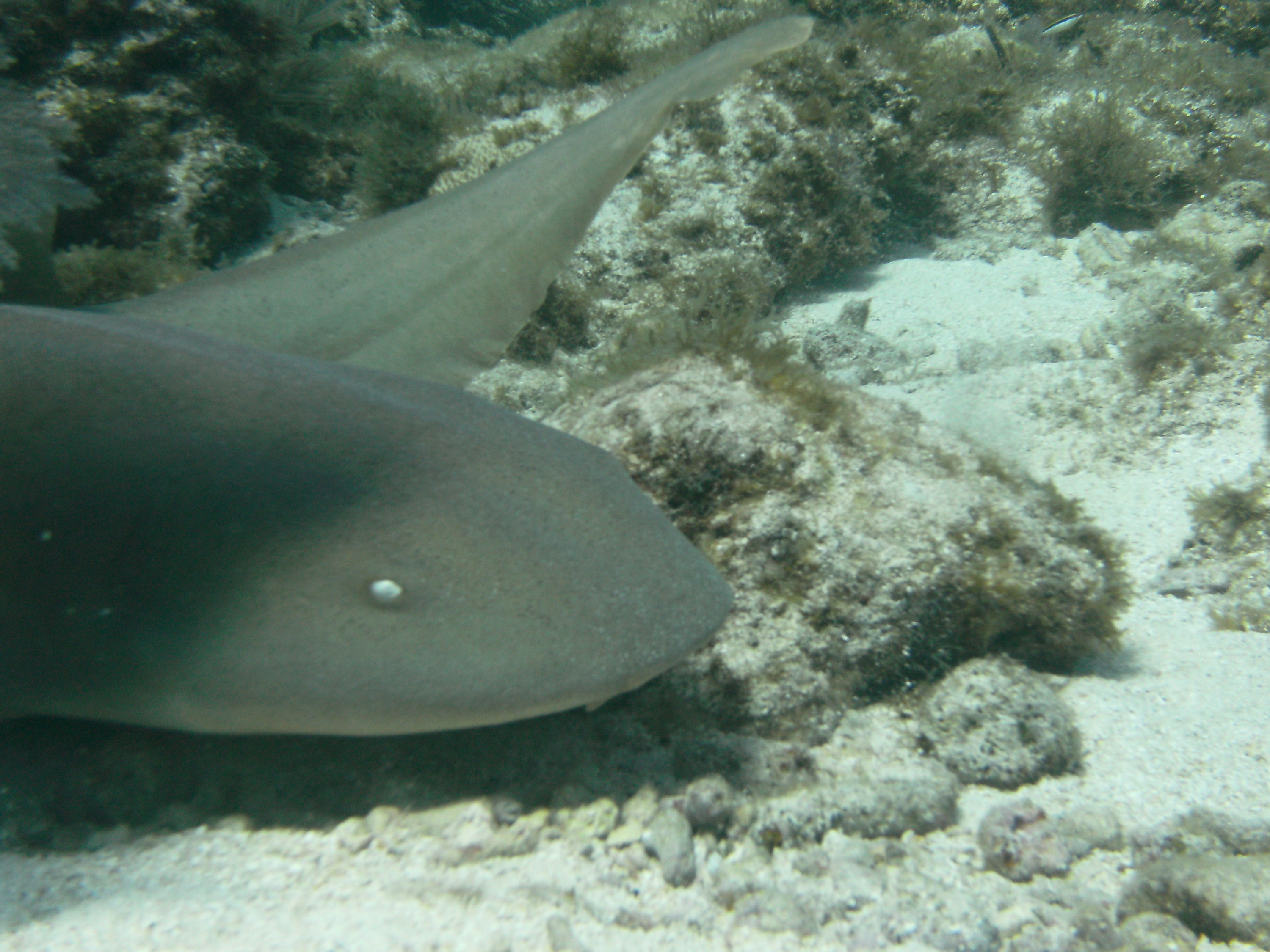 Nurse Shark