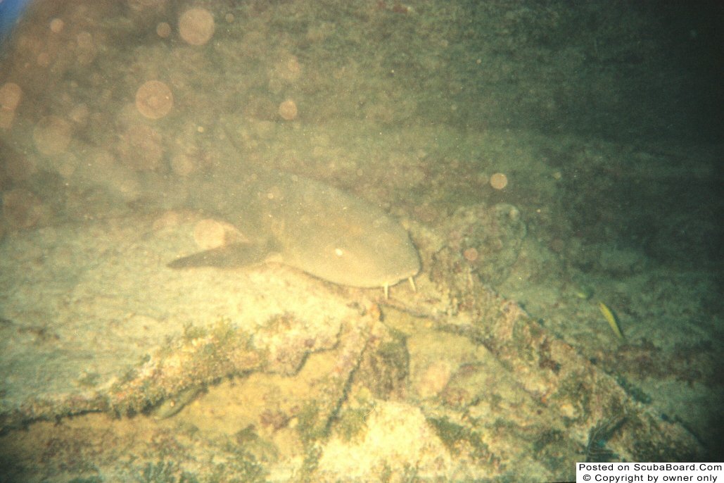 Nurse Shark