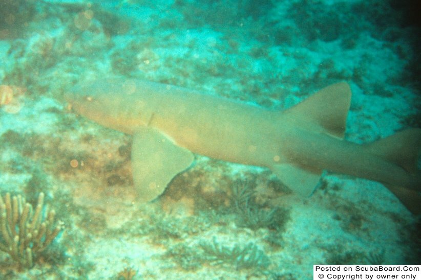 Nurse Shark