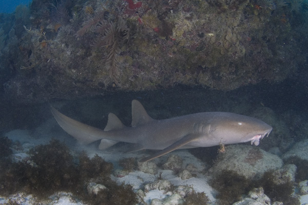 nurse shark