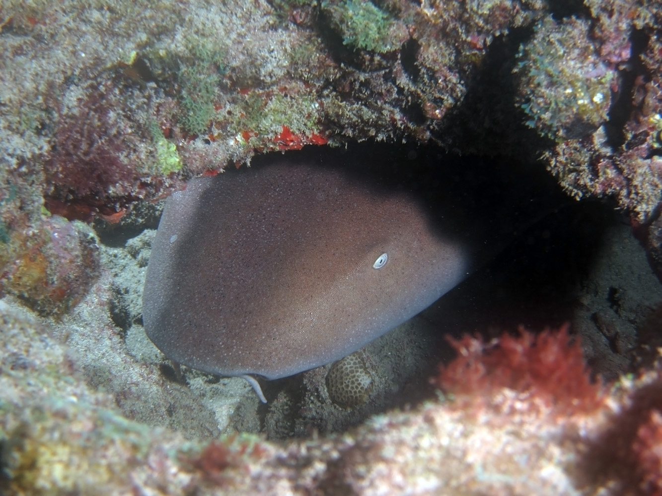 Nurse Shark