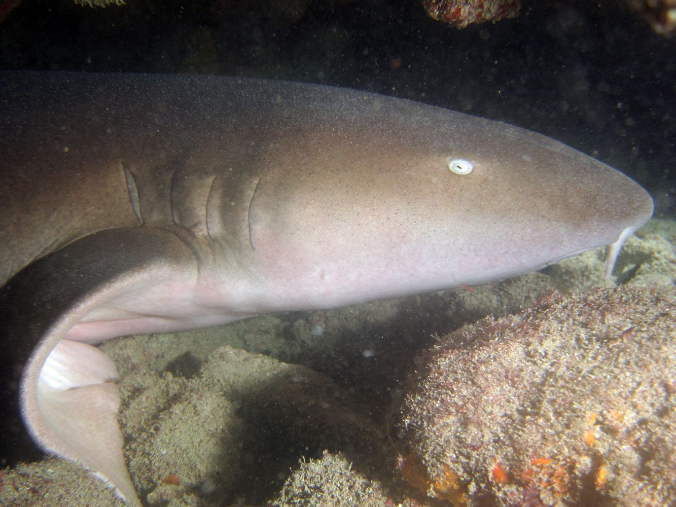 Nurse Shark