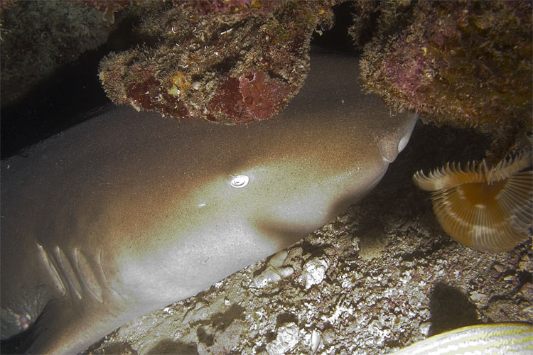 Nurse Shark