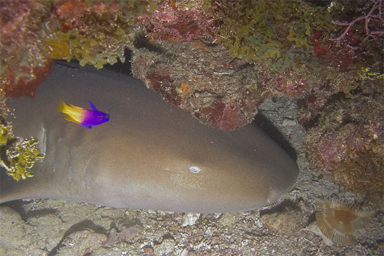 Nurse Shark