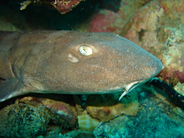 nurse shark