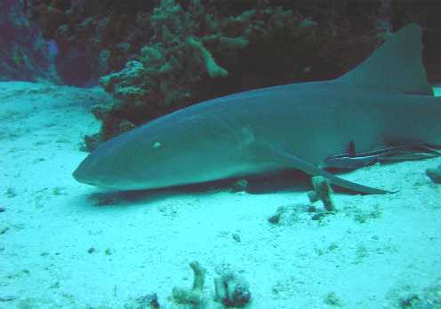 Nurse Shark