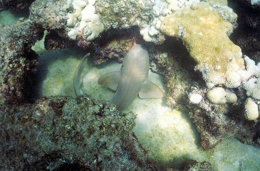 Nurse Shark