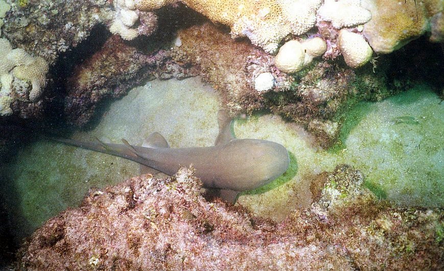 Nurse Shark