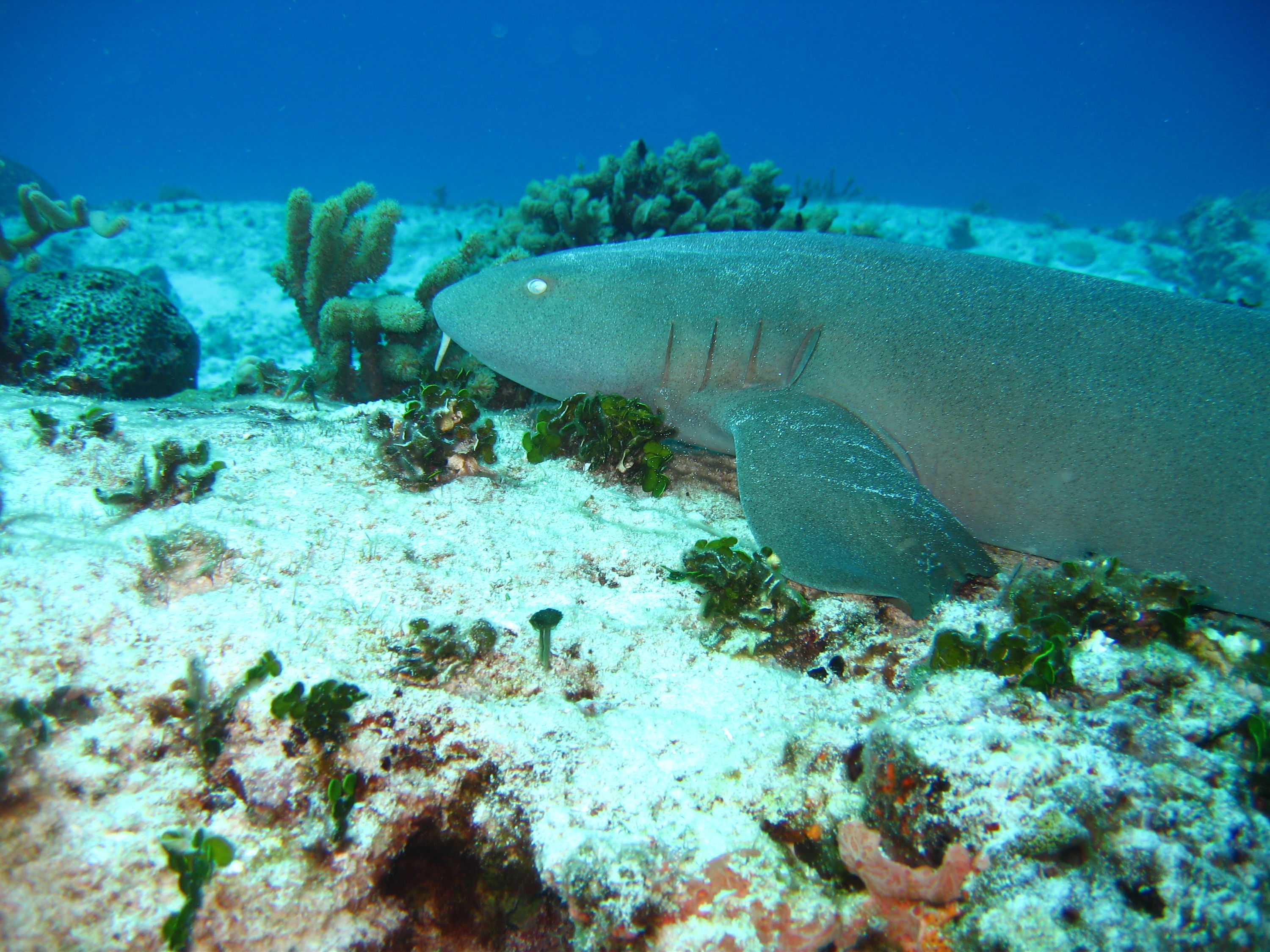 Nurse Shark