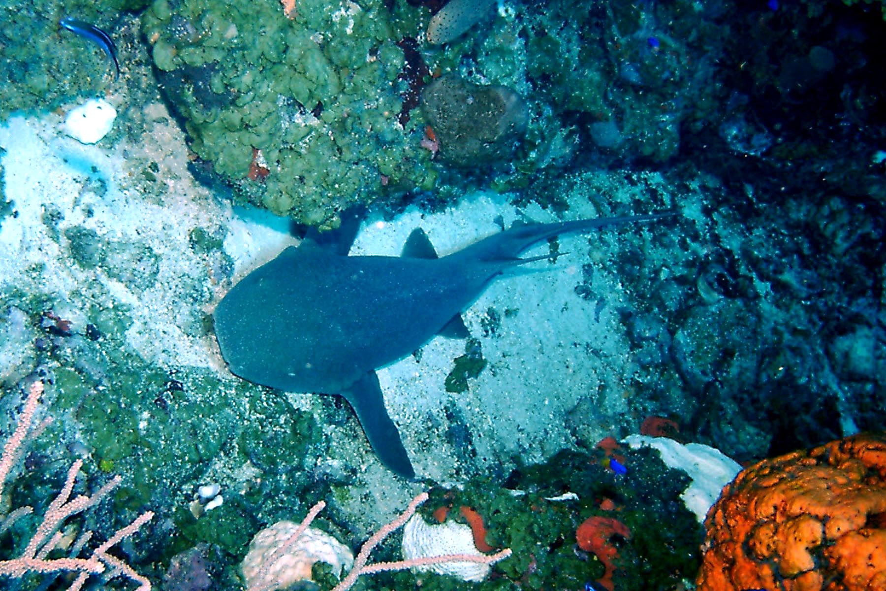 Nurse Shark