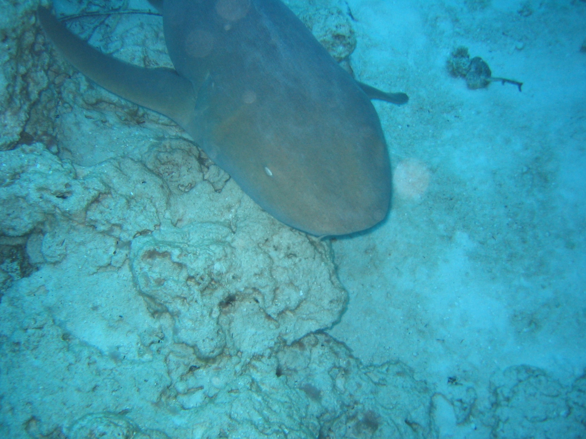 Nurse Shark