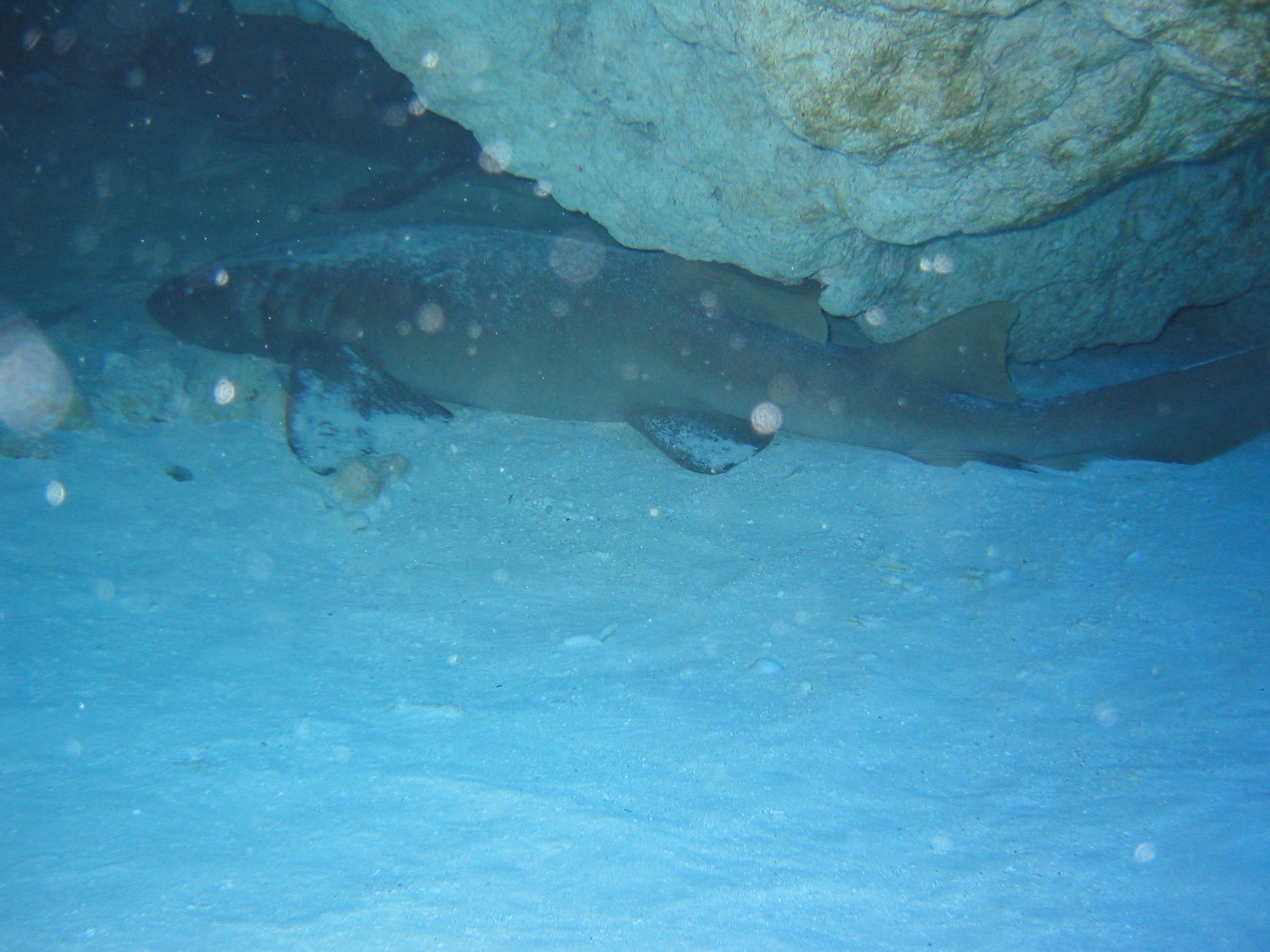 Nurse Shark