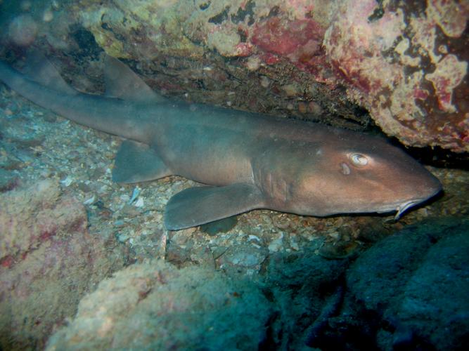 Nurse Shark