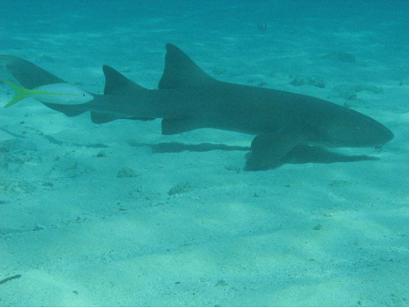 Nurse Shark