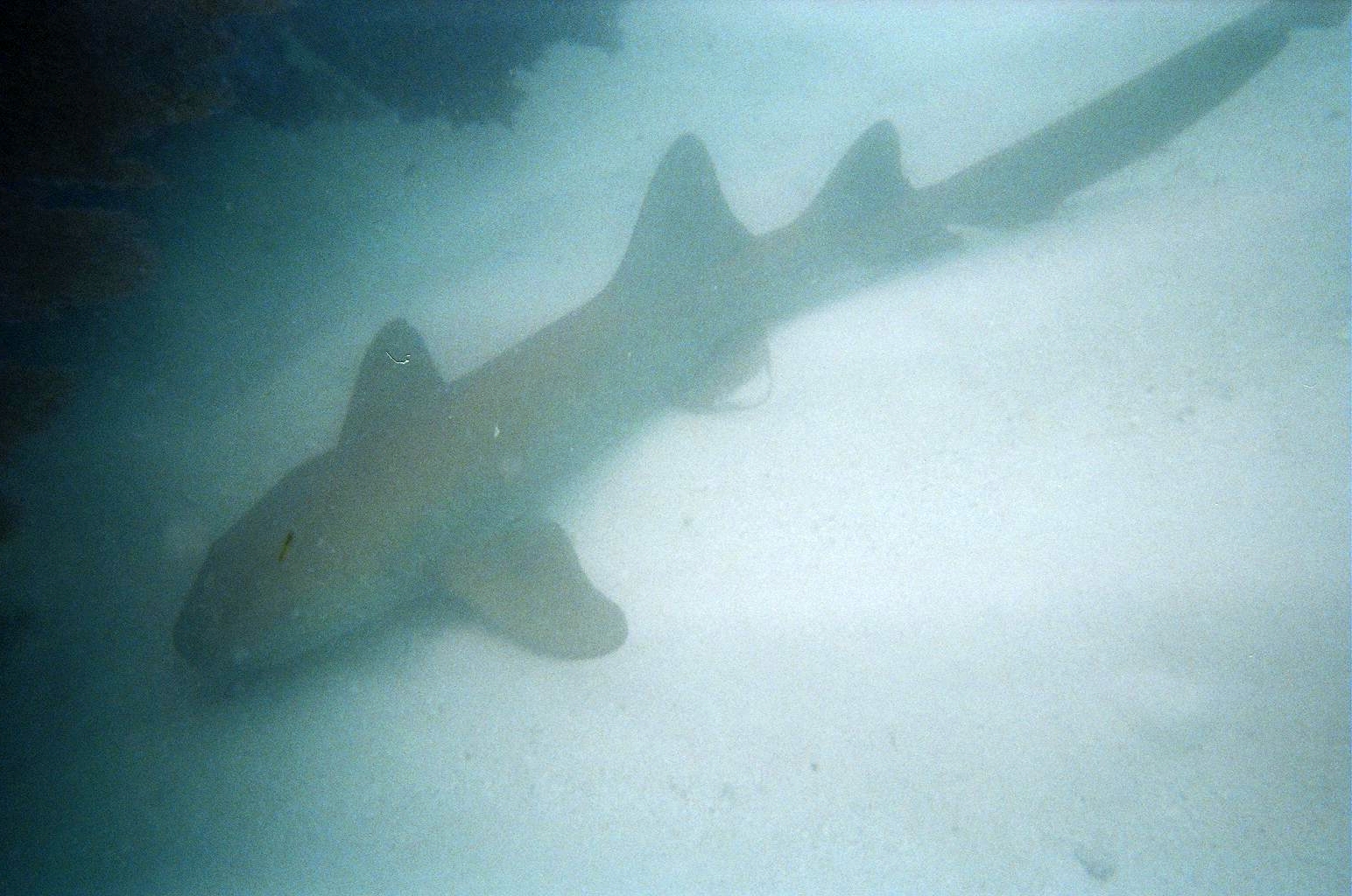 Nurse Shark