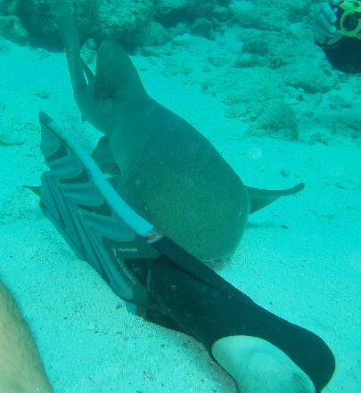 Nurse Shark