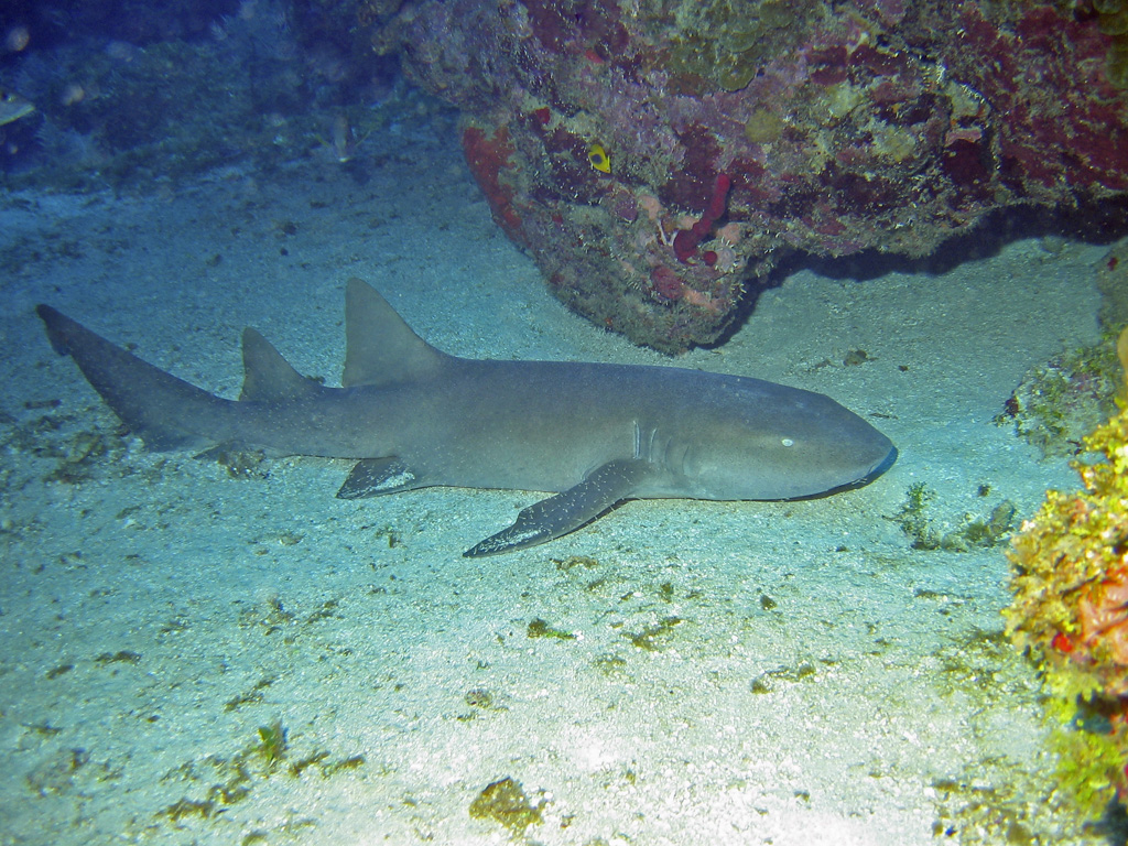 Nurse Shark