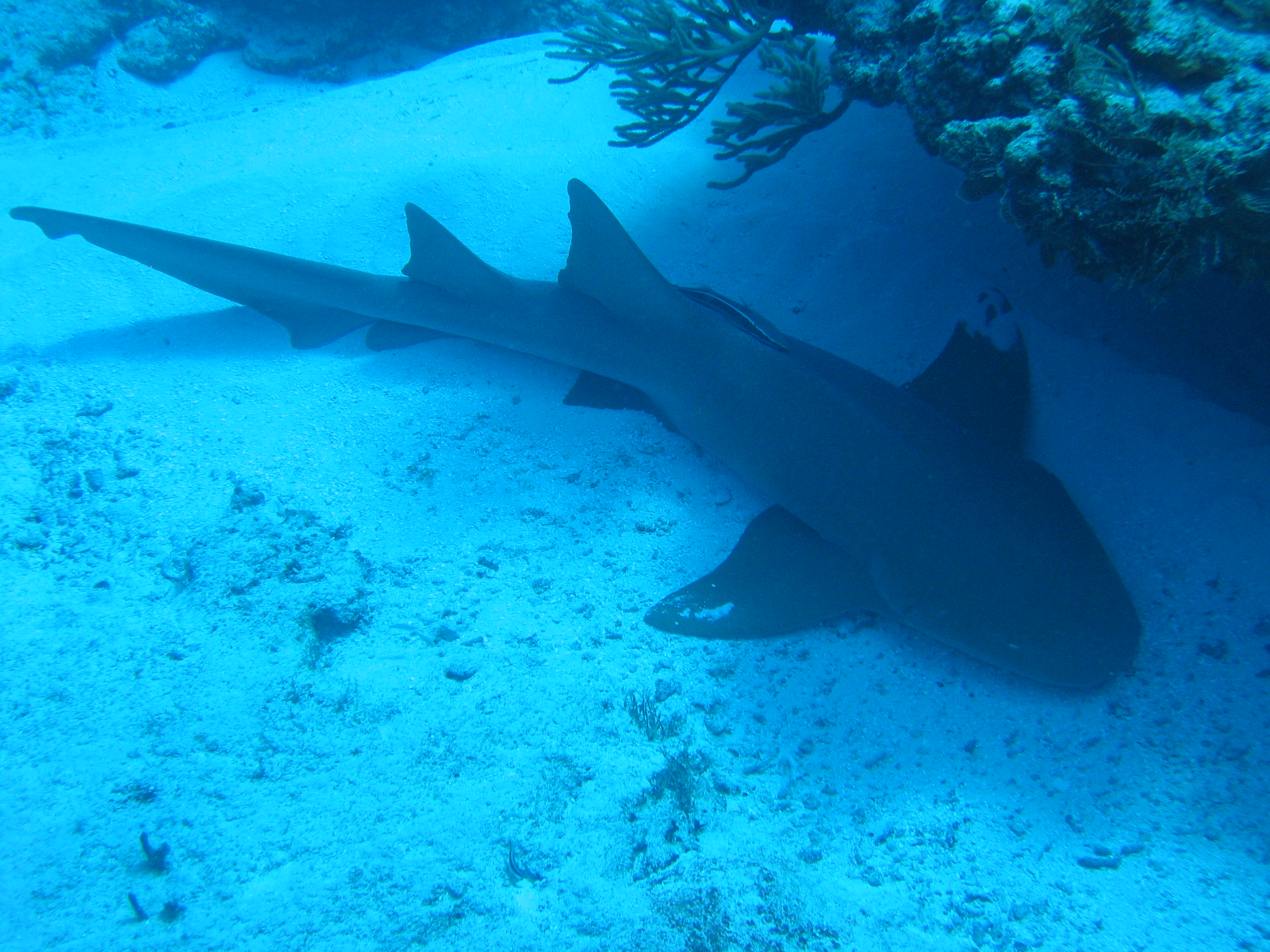 Nurse Shark