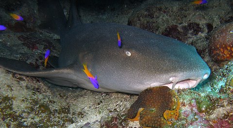 nurse shark