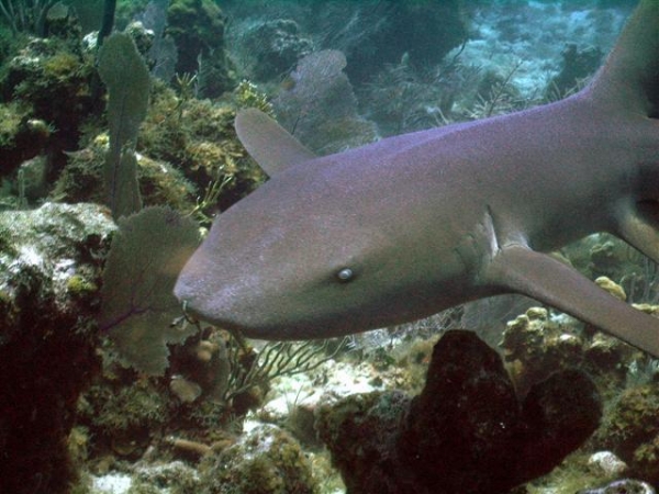 Nurse Shark