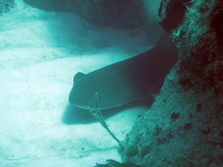 Nurse shark