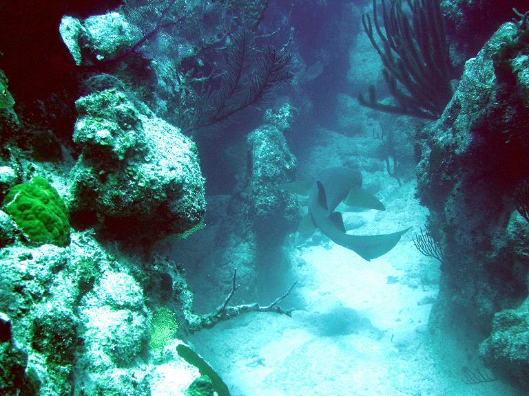 Nurse shark