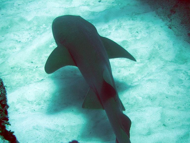 Nurse shark