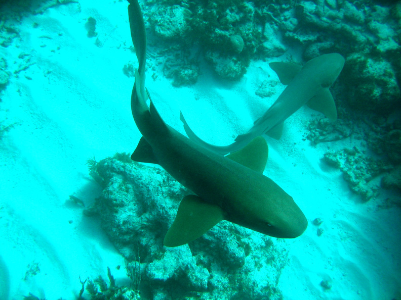 Nurse sharks