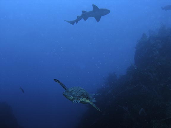 Nurse_Shark w/ Turtle