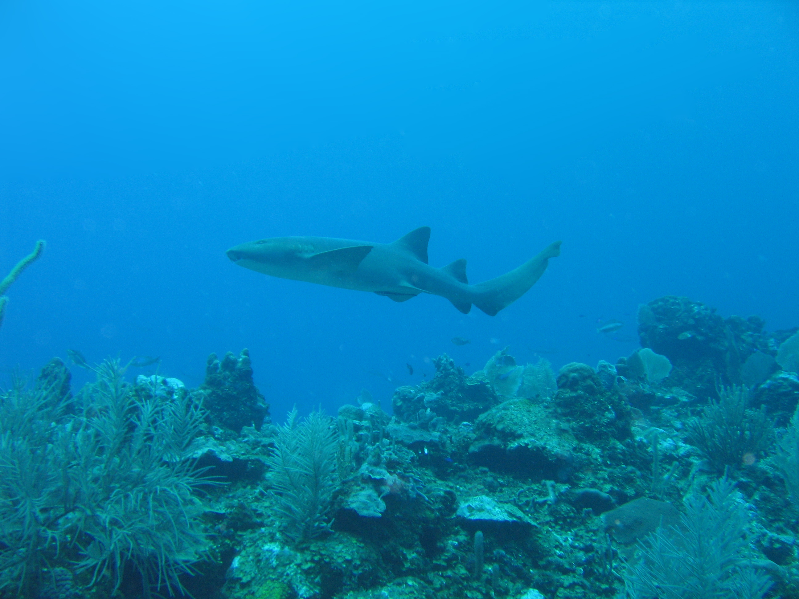 nurse_shark