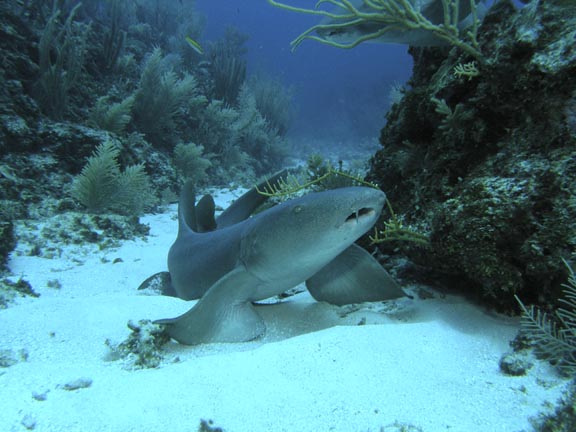 Nurse_Shark