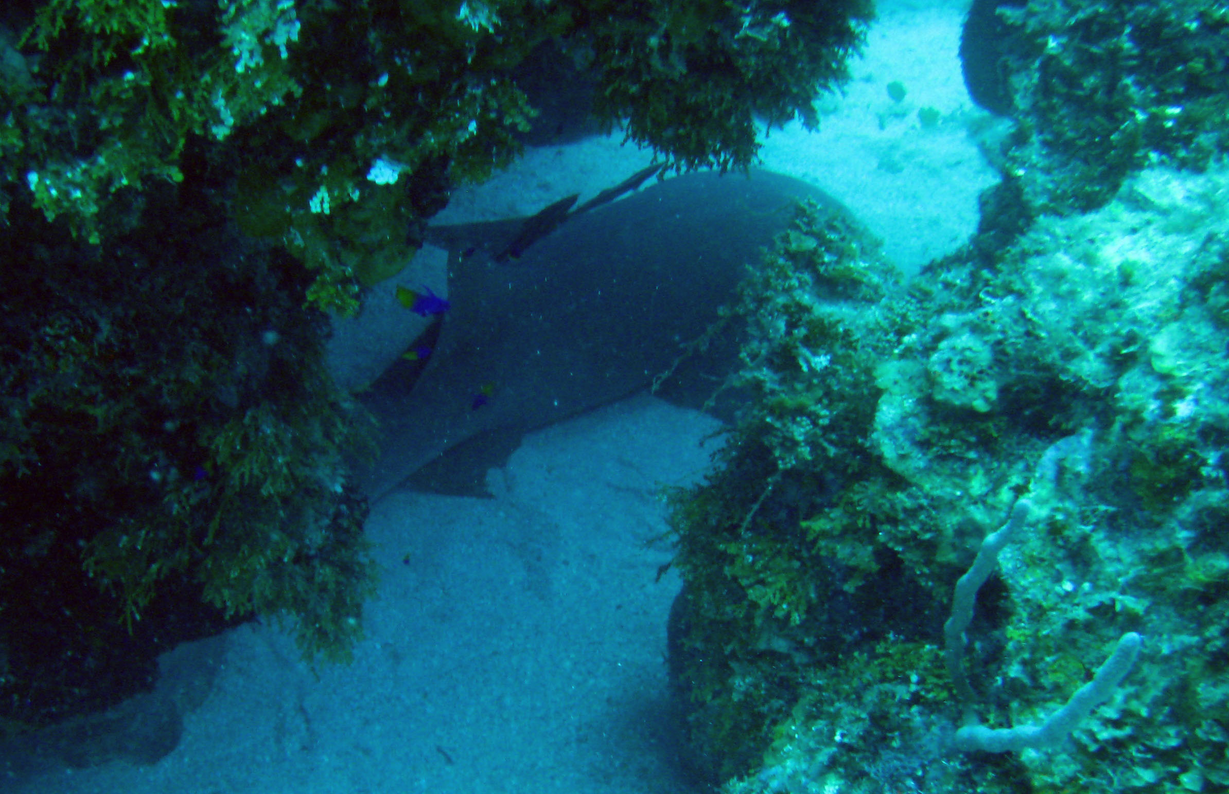 nurse_shark_1_2