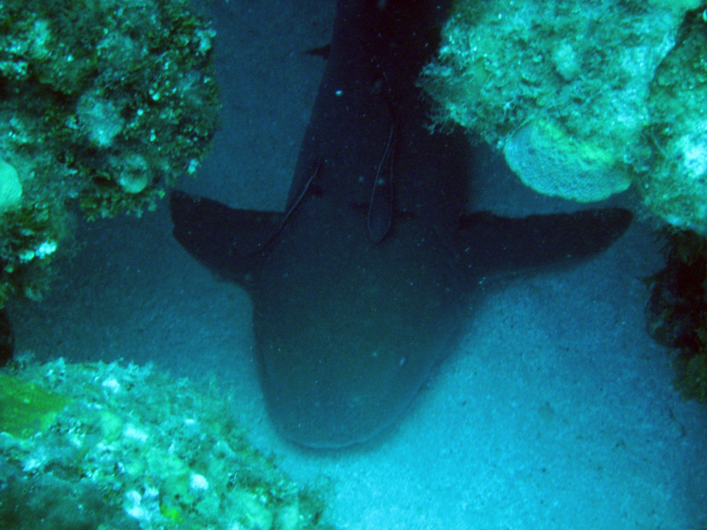 nurse_shark_1_4