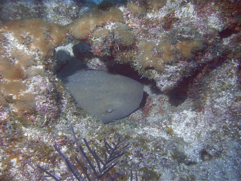 Nurse_Shark_in_Coral