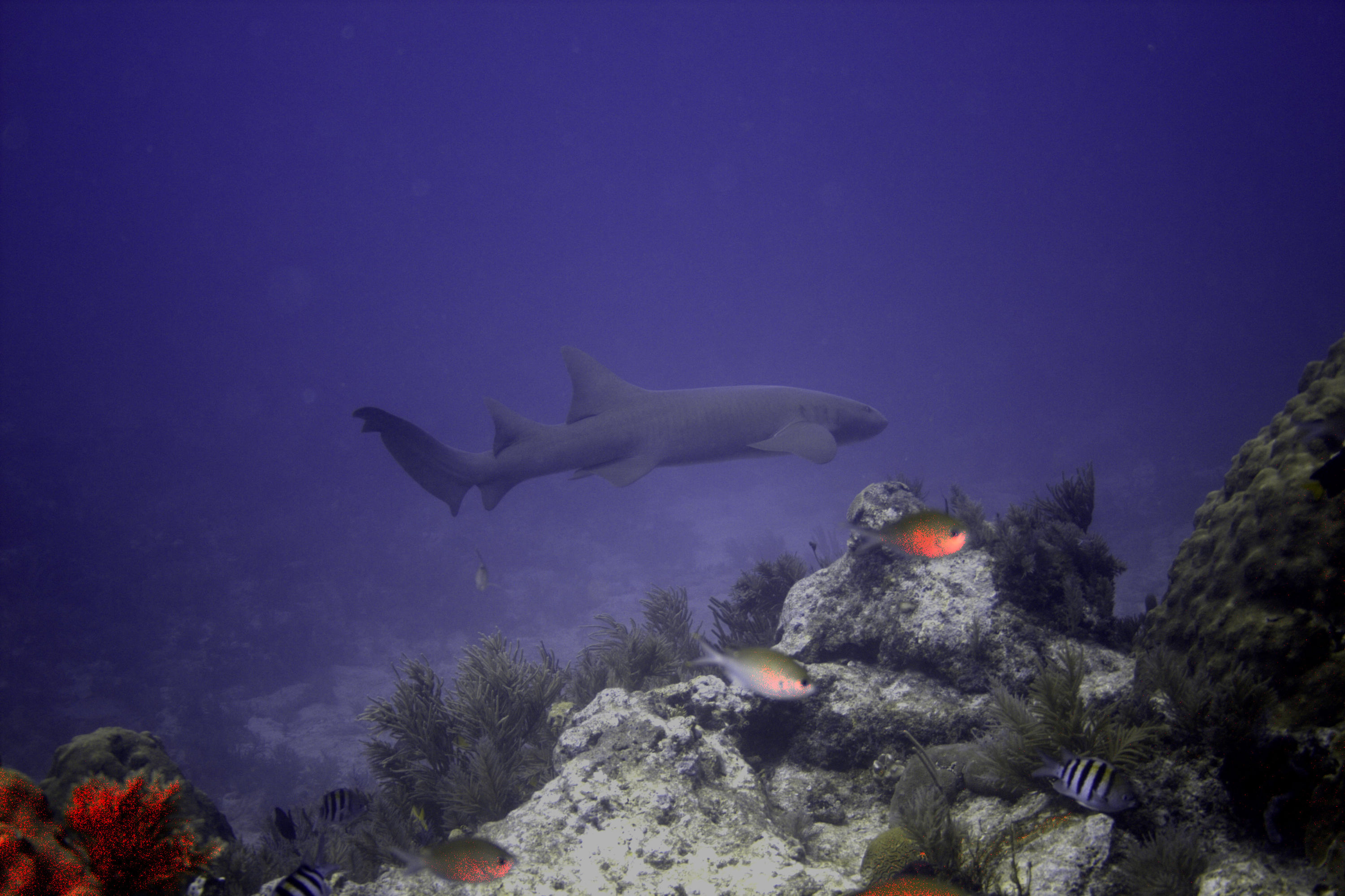 Nurse_shark_Molasses_Reef_1