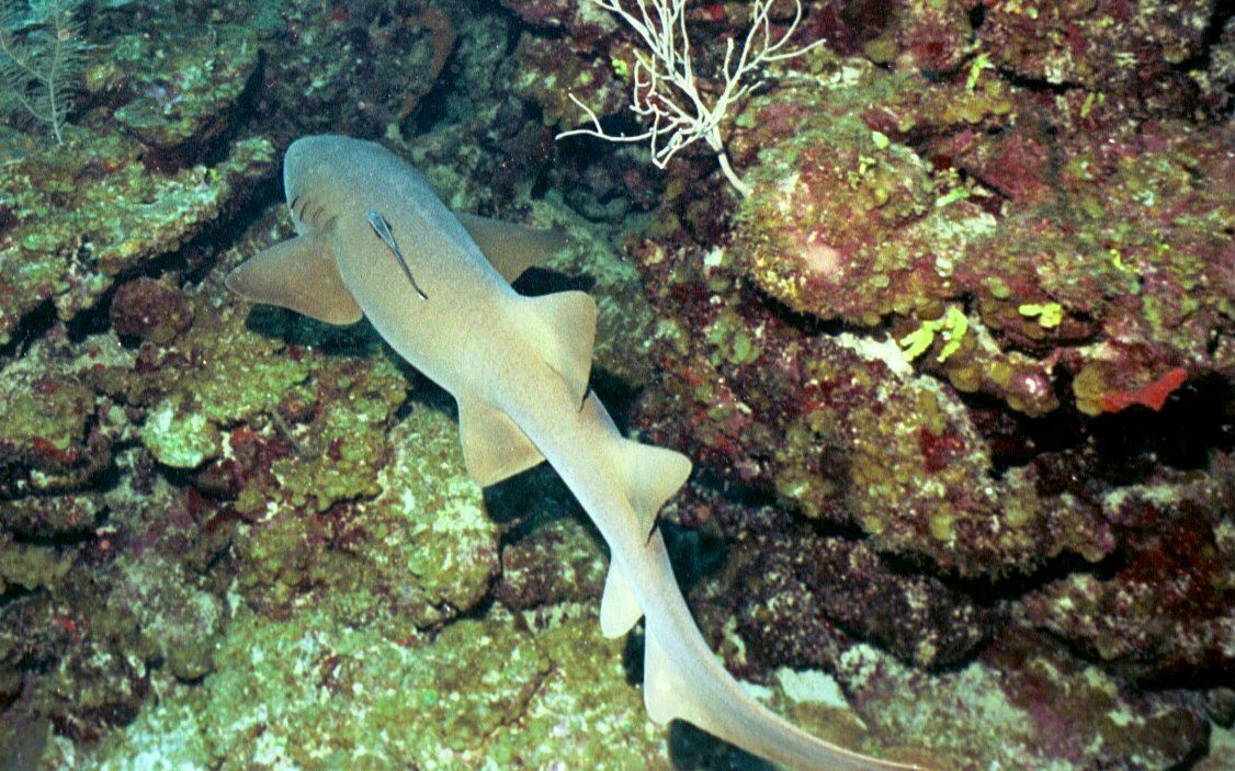 Nurse_Shark_Remora