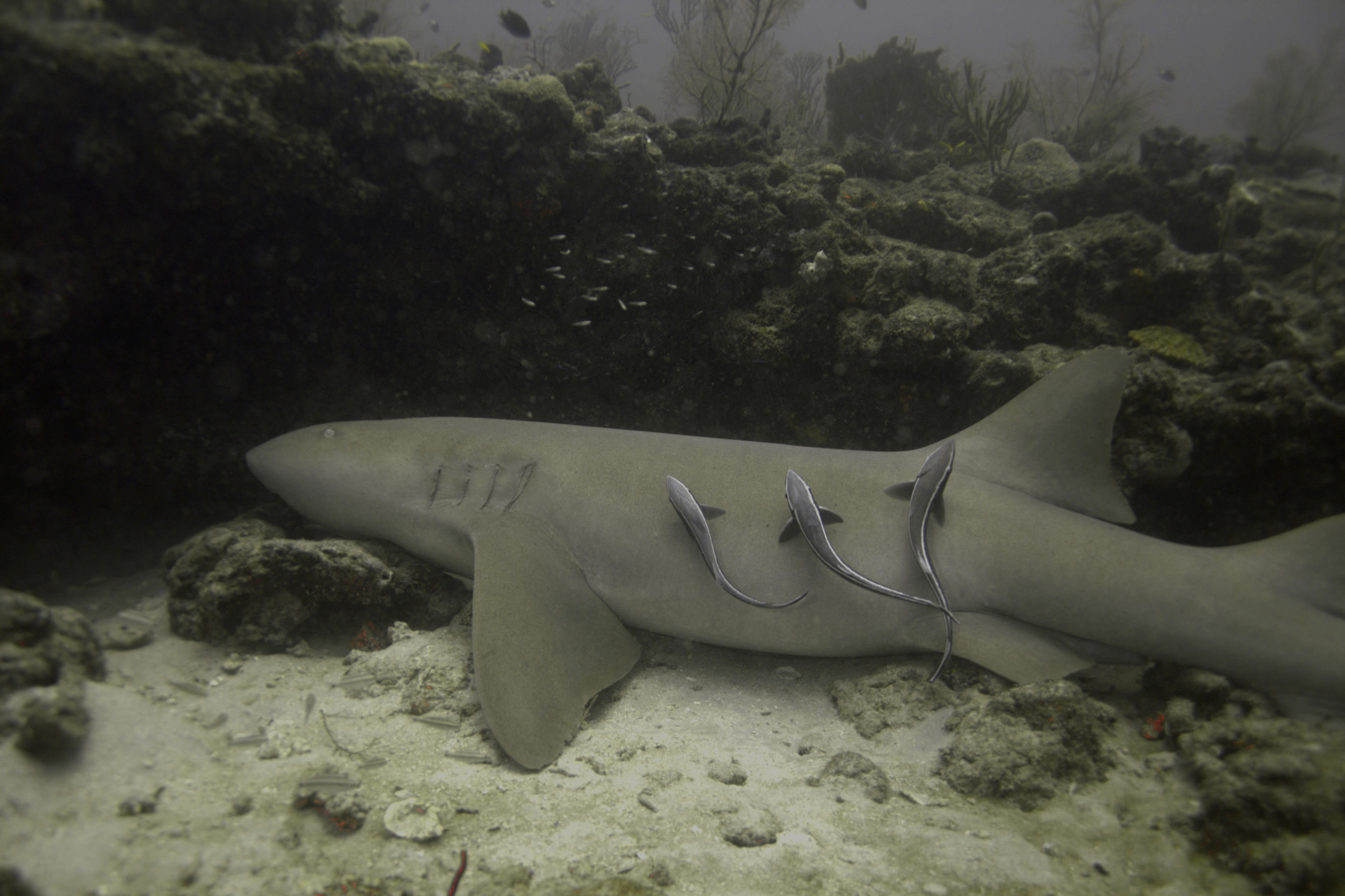 Nurse_shark_resting_with_remoras