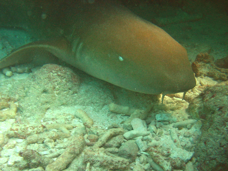 NurseShark