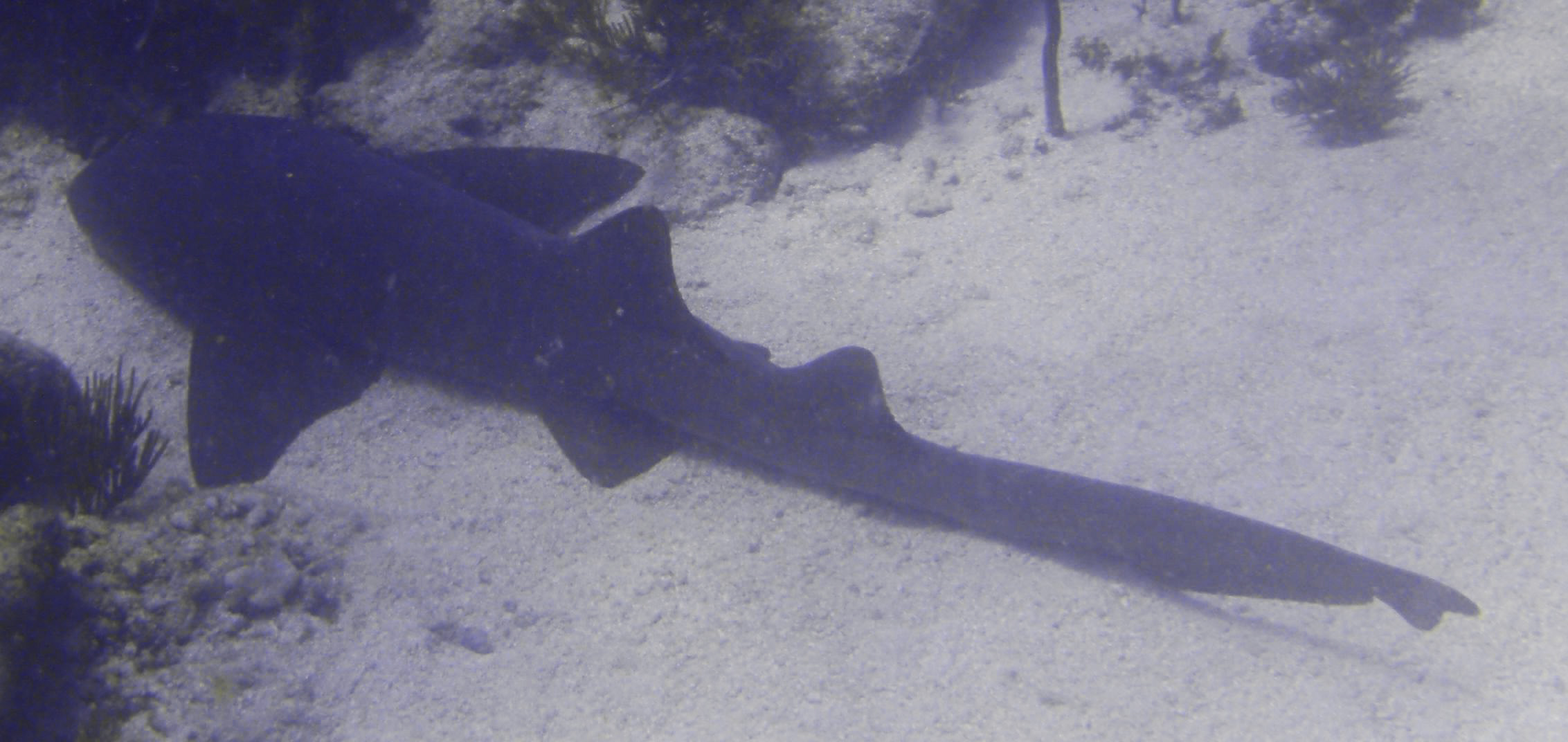 nurseshark21