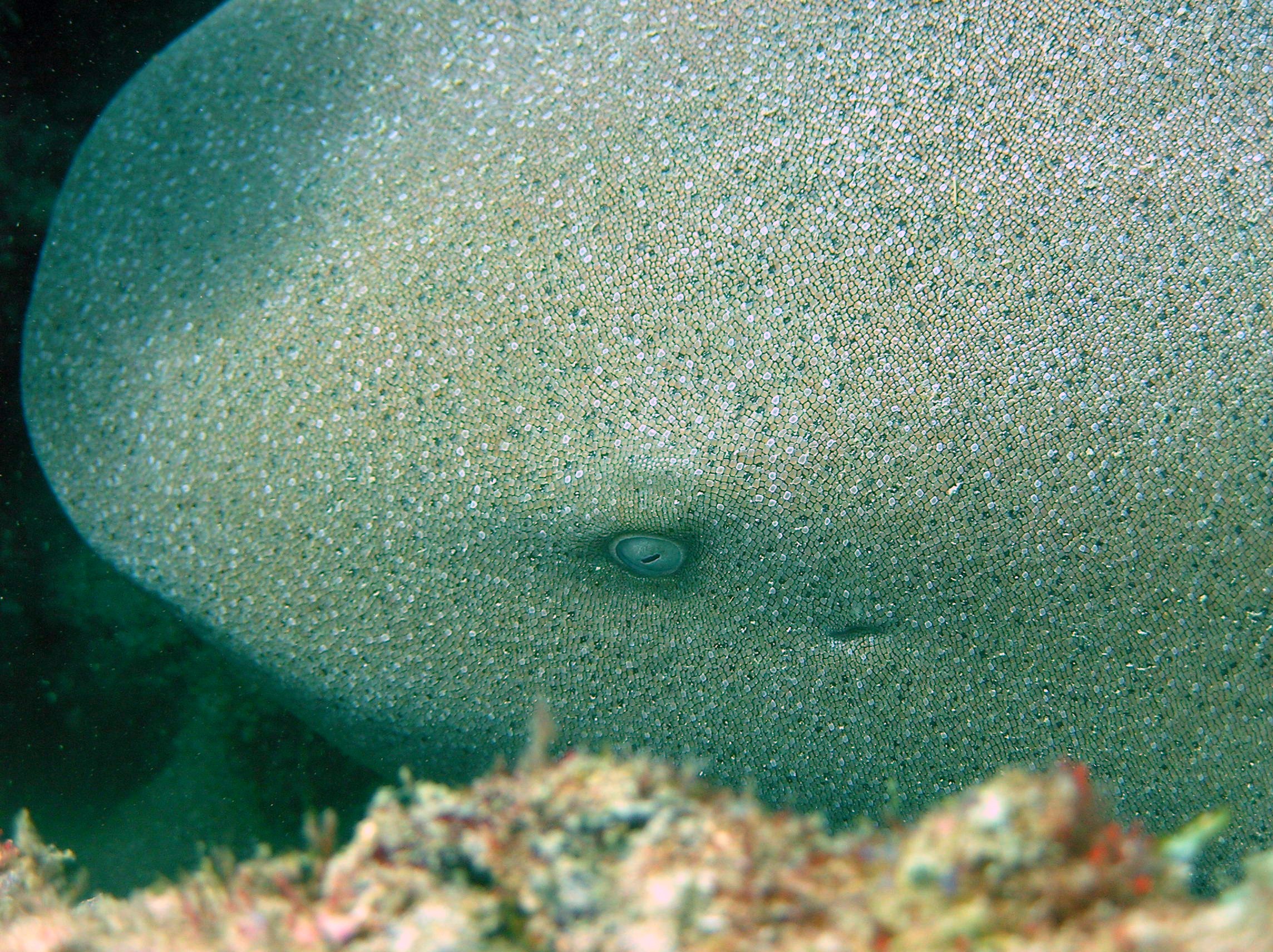 Nurseshark22