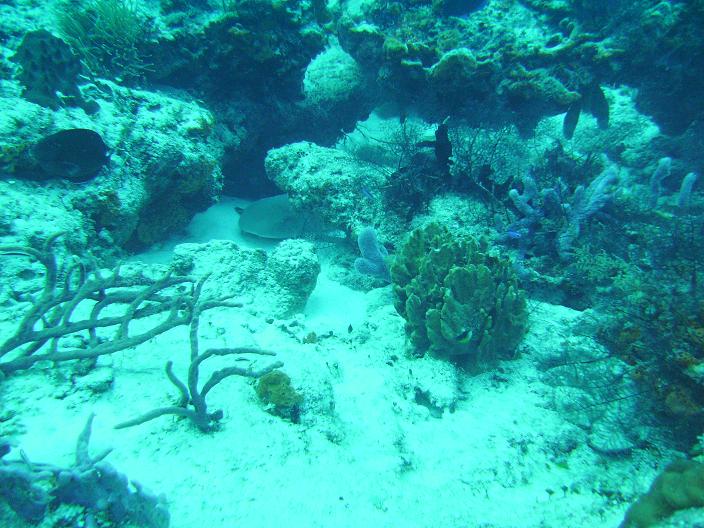 nurseshark4