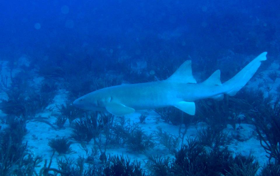 nurseshark5