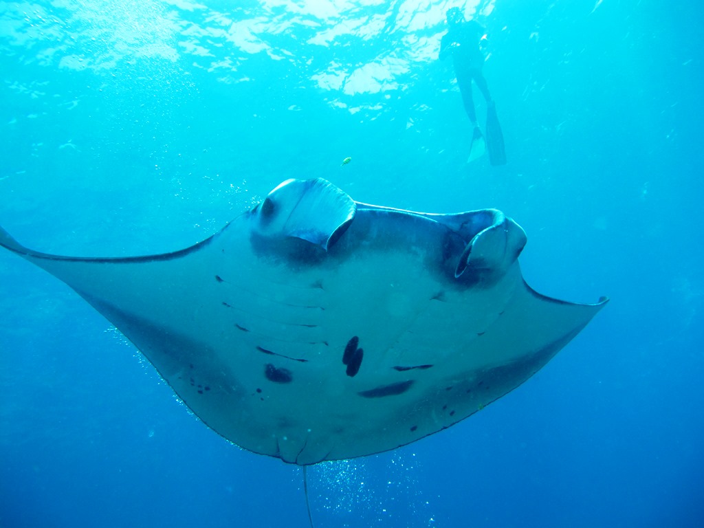 Nusa Penida-Manta Point