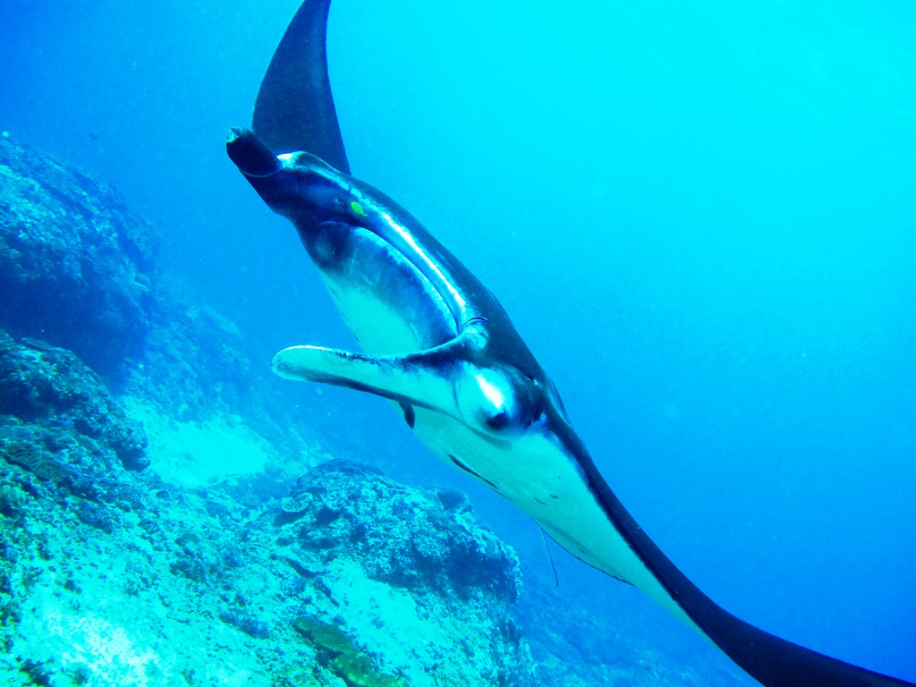 Nusa Penida-Manta Point