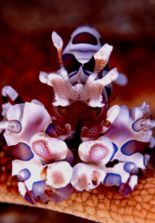 O001_Harlequin_Shrimp_jpg