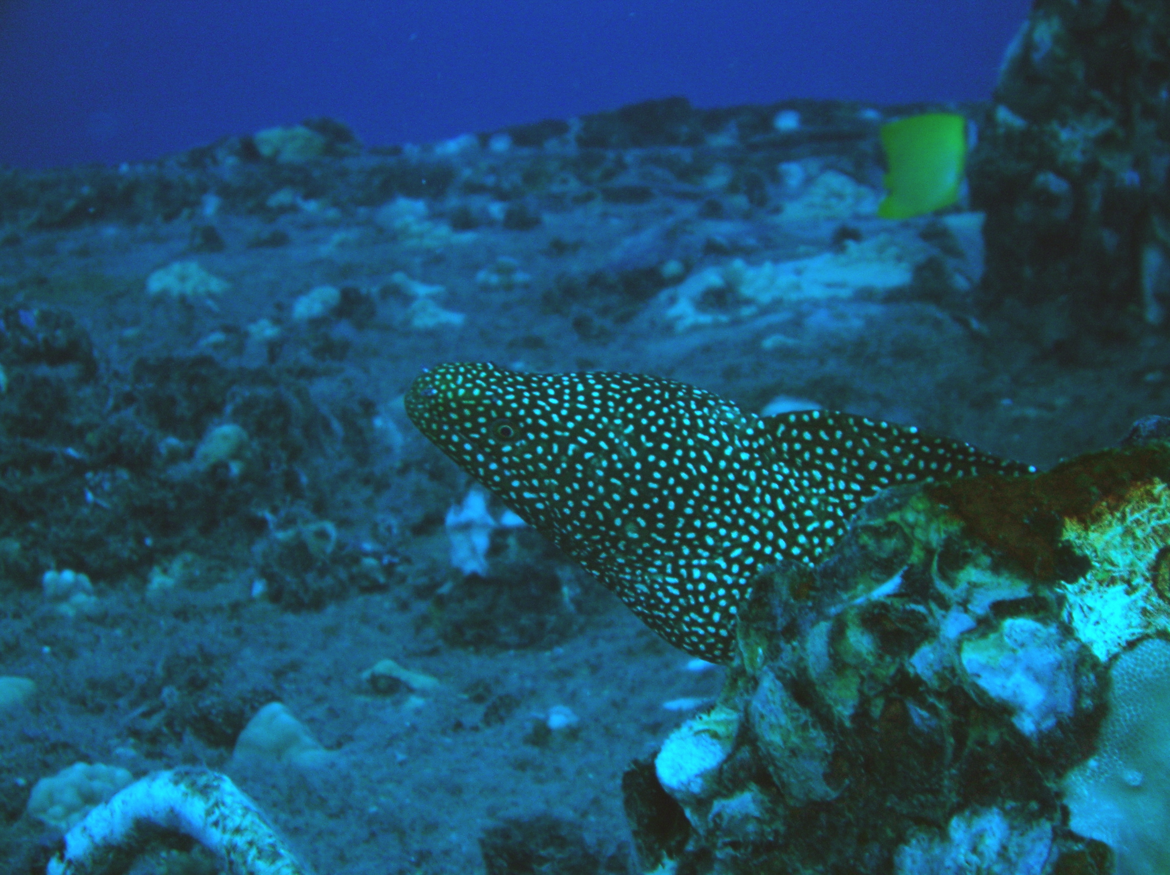 Oahu Eels