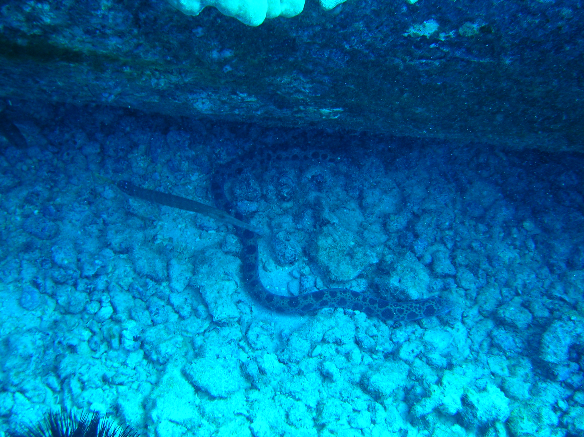 Oahu Eels