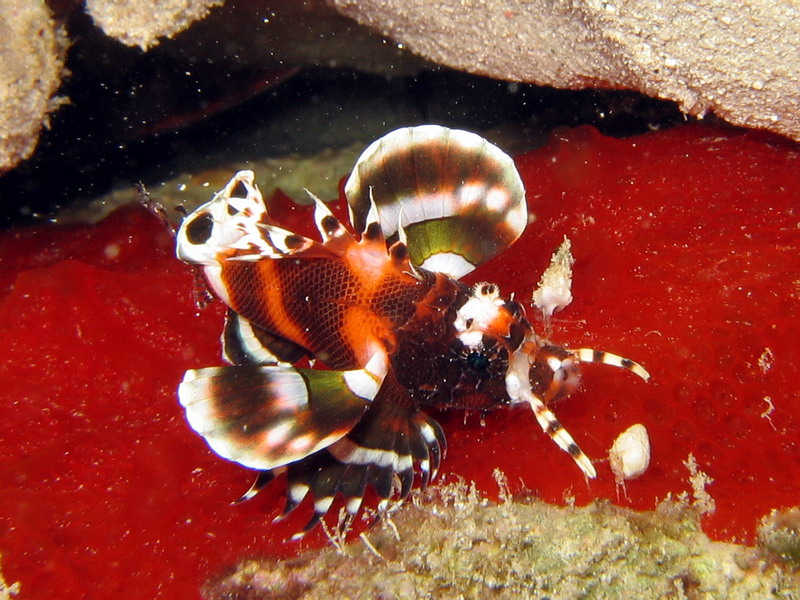 Occleated Lionfish Juv.